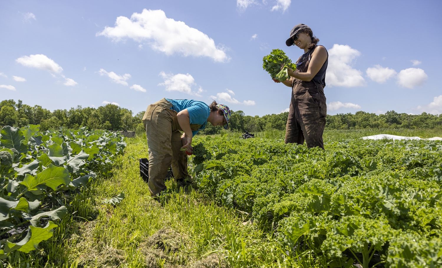 Climate Initiatives and Their Impact on Modern Farming Operations